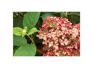 4063654013983 - Hydrangea arborescens Ruby Annabelle Hortensie rubinrot 40–60 cm