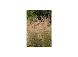 4063654014331 - Calamagrostis x acutiflora Karl Foerster Reitgras 2 Liter Container 4063654014331 - Calamagrostis x acutiflora Karl Foerster Reitgras 2 Liter Container