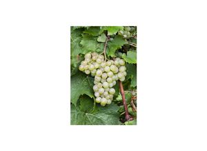 4063654023548 - Vitis vinifera Millenium Weinrebe 80–100 cm