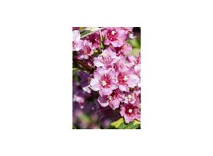 4063654023968 - Weigela florida Nana Variegata Weigelie buntlaubig 40–60 cm 4063654023968 - Weigela florida Nana Variegata Weigelie buntlaubig 40–60 cm