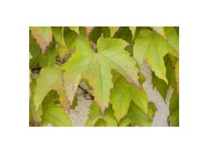 4063654024866 - Parthenocissus tricuspidata Veitchii Wilder Wein 100–150 cm