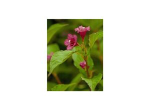 4063654026839 - Weigela Bristol Ruby Weigelie rubinrot 60–80 cm