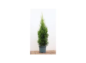 4063654028789 - Thuja occidentalis Smaragd Lebensbaum immergrün 80–100 cm