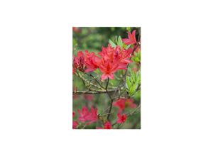 4063654069836 - Rhododendron luteum Satan gelb 30–40 cm