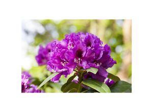4063654071907 - Rhododendron Hybr Rasputin INKARHO dunkelviolett 30–40 cm