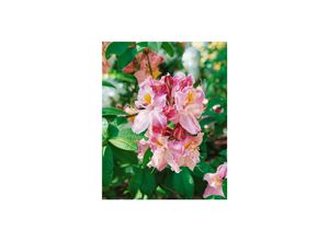 4063654074816 - Rhododendron luteum Cecile gelb 50–60 cm