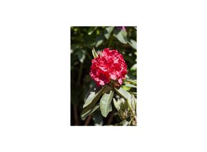 4063654075462 - Rhododendron Hybr Roter Korsar rot 40–50 cm