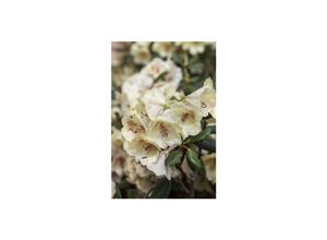 4063654076582 - Rhododendron Hybr Viscy Rhododendron 30–40 cm
