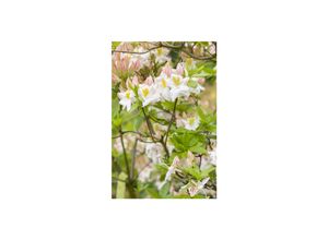 4063654077251 - Rhododendron luteum Persil gelb-weiß 30–40 cm