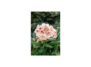 4063654084051 - Rhododendron Hybr Prinses Maxima rosa Blüten 30–40 cm