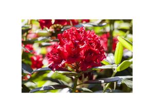 4063654085447 - Rhododendron Hybr Karl Naue Rhododendron 30–40 cm rosa Blüten