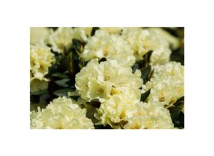 4063654085584 - Rhododendron yakushimanum Centennial Gold gelb 30–40 cm
