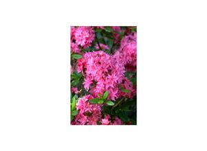 4063654091554 - Rhododendron luteum Homebush rosa Blüten 40–50 cm