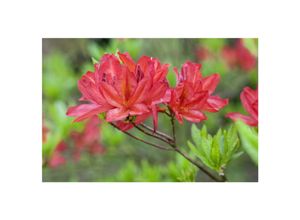 4063654092384 - Rhododendron luteum Tunis gelb 30–40 cm