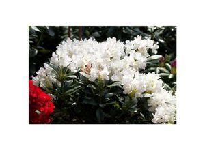 4063654096078 - Rhododendron Cunninghams White weiß 40–50 cm