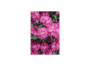 4063654096627 - Rhododendron Hybr Germania Rhododendron rosa Blüten 40–50 cm 4063654096627 - Rhododendron Hybr Germania Rhododendron rosa Blüten 40–50 cm