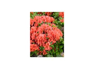4063654098751 - Rhododendron obt Geisha orange orange Blüten 25–30 cm