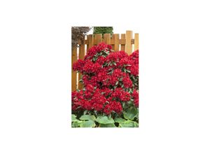 4063654099093 - Rhododendron Hybr Sammetglut leuchtend rot 30–40 cm