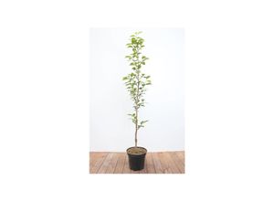 4063654100997 - Diospyros kaki Ernesto Kaki 125–150 cm süß und saftig 4063654100997 - Diospyros kaki Ernesto Kaki 125–150 cm süß und saftig