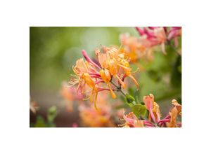 4063654220077 - Lonicera henryi immergrüne Geißschlinge 40–60 cm 4063654220077 - Lonicera henryi immergrüne Geißschlinge 40–60 cm