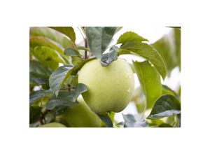 4063654221401 - Malus Weißer Klarapfel Apfelbaum 150–200 cm