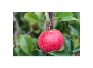 4063654223153 - Malus Roter Berlepsch Apfelbaum 40 cm Stammhöhe