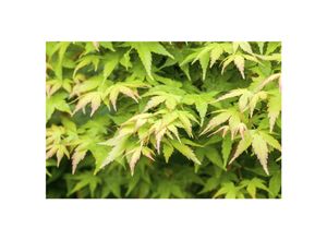 4063654224358 - Acer palmatum Bi-Hoo Japanischer Ahorn gelbe Rinde 40–60 cm