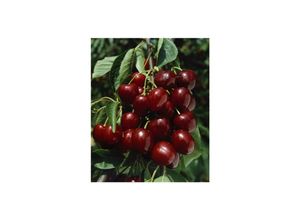 4063654225447 - Prunus avium Große Schwarze Knorpel Süßkirsche 150–200 cm