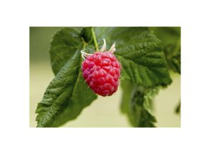 4063654225805 - Rubus idaeus Malling Promise Himbeere 40–60 cm