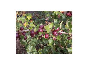4063654225911 - Ribes x nidigrolaria Jostabeere 90 cm Stammhöhe