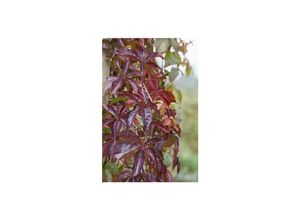 4063654226253 - Parthenocissus quinquefolia Wilder Wein 60–100 cm