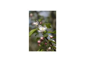 4063654226727 - Malus Gloster 69 Apfelbaum 40 cm Stammhöhe 4063654226727 - Malus Gloster 69 Apfelbaum 40 cm Stammhöhe