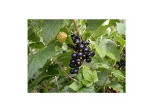 4063654228561 - Ribes nigrum Titania Schwarze Johannisbeere 60 cm Stammhöhe 4063654228561 - Ribes nigrum Titania Schwarze Johannisbeere 60 cm Stammhöhe