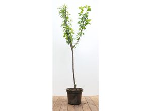 4063654232148 - Prunus domestica Opal Pflaume süß 150–200 cm 4063654232148 - Prunus domestica Opal Pflaume süß 150–200 cm