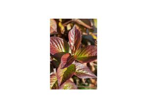 4063654232483 - Weigela florida Wings of Fire Weigelie feuerrot 40–60 cm 4063654232483 - Weigela florida Wings of Fire Weigelie feuerrot 40–60 cm