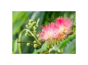 4063654233619 - Albizia julibrissin Tropical Dream Seidenbaum 60–80 cm 4063654233619 - Albizia julibrissin Tropical Dream Seidenbaum 60–80 cm