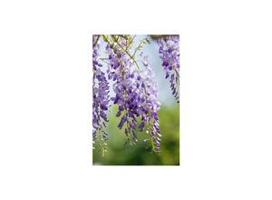4063654233954 - Wisteria sinensis Prolific Chinesischer Blauregen 60–100 cm