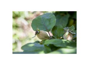 4063654234524 - Cydonia KonstantinopApfelquitte Apfelquitte 150–200 cm