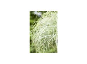 4063654235316 - Carex comans Mint Curls Ziergras grün ca 9x9 cm Topf