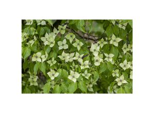 4063654237495 - Cornus kousa chinensis China Girl Chinesischer Blumen-Hartriegel 60–80 cm 4063654237495 - Cornus kousa chinensis China Girl Chinesischer Blumen-Hartriegel 60–80 cm