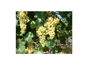 4063654237822 - Vitis vinifera Phönix Weinrebe 80–100 cm