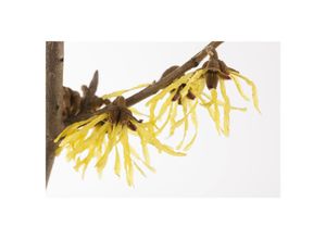 4063654238430 - Hamamelis mollis Pallida Chinesische Zaubernuss gelb 40–60 cm
