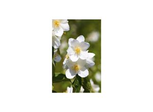 4063654239000 - Philadelphus Erectus Pfeifenstrauch weiß 60–80 cm
