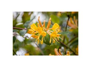 4063654239802 - Lonicera tellmanniana Geißblatt orange-gelb 60–100 cm