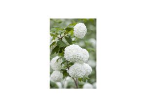 4063654240037 - Viburnum opulus Roseum Schneeball weiß-rosa Blüten 60–80 cm 4063654240037 - Viburnum opulus Roseum Schneeball weiß-rosa Blüten 60–80 cm