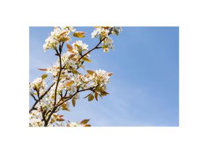 4063654240631 - Pyrus pyrifolia Kumoi Nashi-Birne 150–200 cm saftig-süß