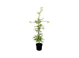 4063654241102 - Carpinus betulus Hainbuche 60–100 cm 3 Liter Topf