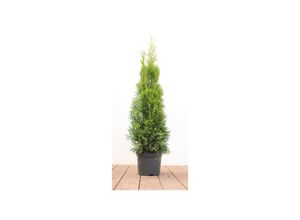 4063654242338 - Thuja occidentalis Smaragd Lebensbaum immergrün 60–80 cm