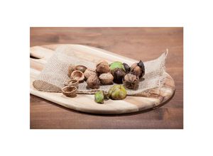 4063654249214 - Juglans regia Walnussbaum 125–150 cm robust