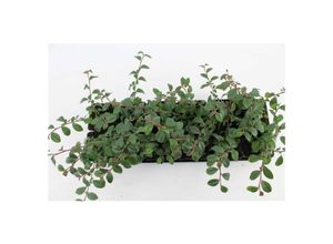4063654249436 - Cotoneaster dammeri Radicans Teppichmispel immergrün ca 9x9 cm Topf